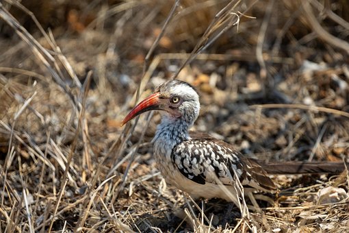 Zoborožec Červenozobý, Hornbill, Pták