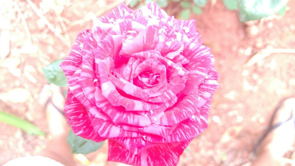 Free Rose Mixed Pink illustration and picture