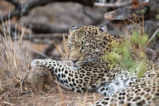 Leopard, Velká Kočka, Zvíře, Kočkovitý