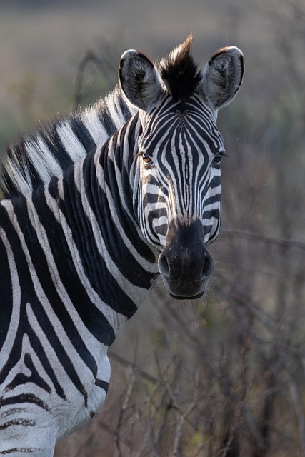 Zebra, Zvíře, Koňský, Pohled, Oči