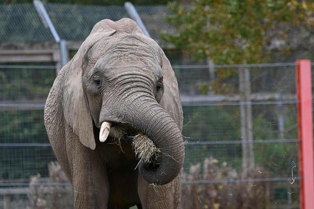 Free African Elephant Elephant photo and picture