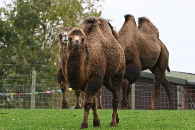 Free Bactrian Camel Camel photo and picture