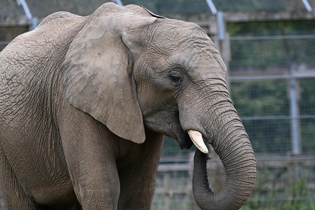 Free Elephant Animal photo and picture