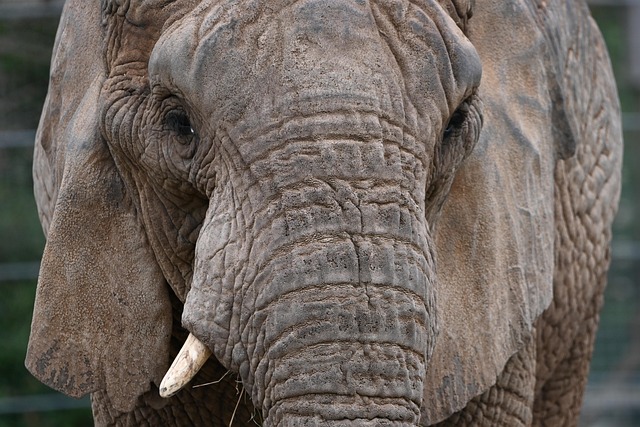 Free Elephant Animal photo and picture