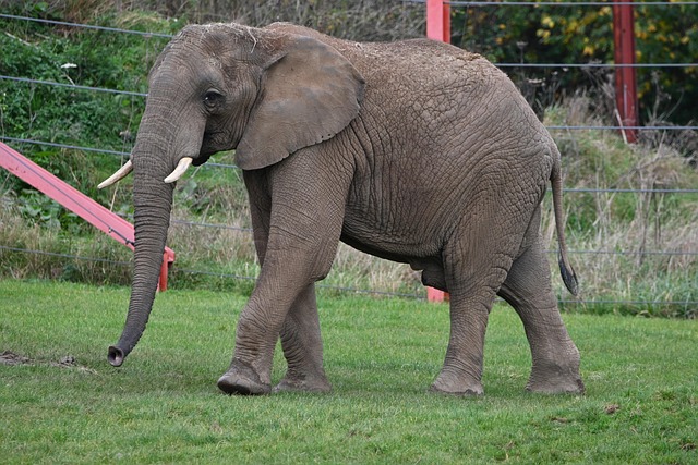 Free Elephant Animal photo and picture