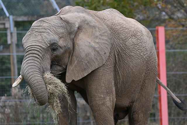 Free Elephant Animal photo and picture