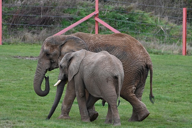 Free Elephant Animal photo and picture