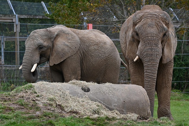 Free Elephants Animals photo and picture