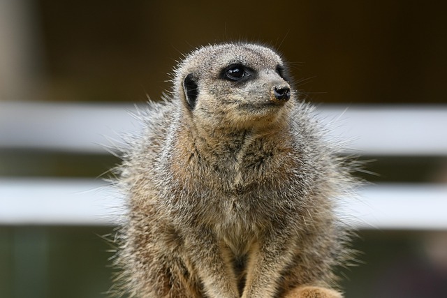 Free Meerkat Animal photo and picture