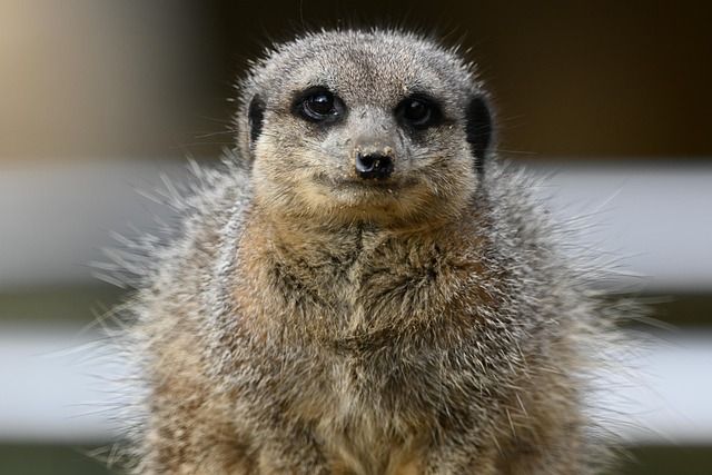 Free Meerkat Animal photo and picture