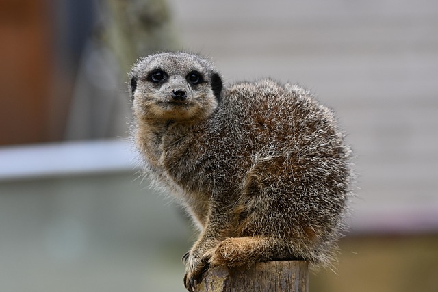 Free Meerkat Animal photo and picture
