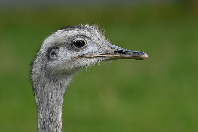 Free Ostrich Bird photo and picture