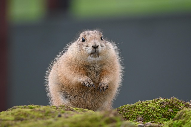 Free Praire Dog Prairie Dog photo and picture