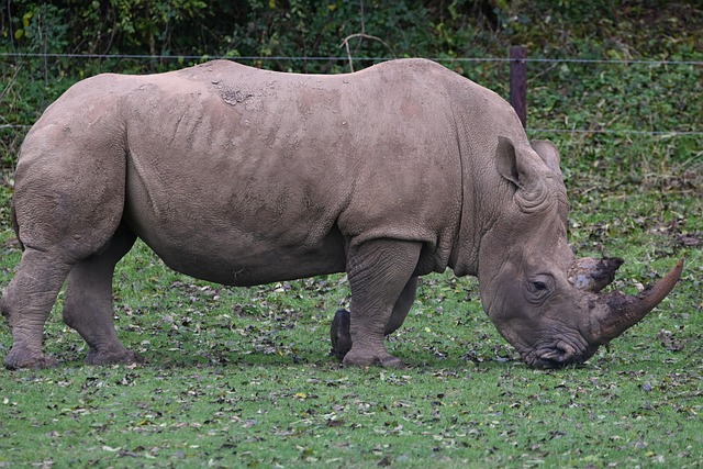 Nashorn, Tier, Dickhäuter, Natur