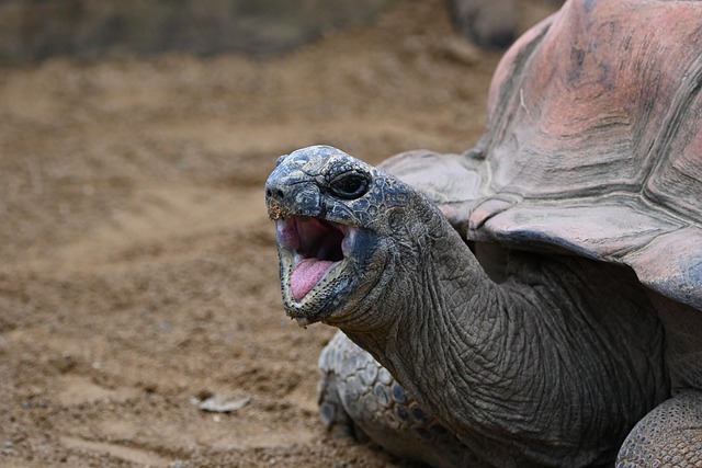 Free Tortoise Reptile photo and picture