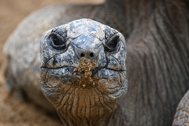 Free Tortoise Animal photo and picture