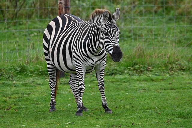 Free Zebra Animal photo and picture