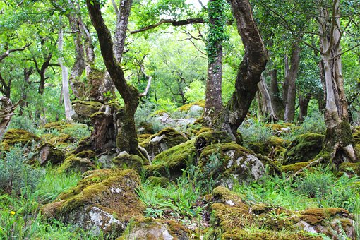 Glenveagh-Nationalpark, Irland, Wald