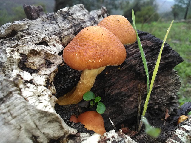 Natur, Skov, Sti, Træ, Lys, Løv