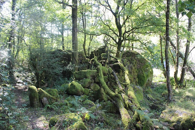 Natur, Skov, Vand, Sti, Træ, Lys, Løv
