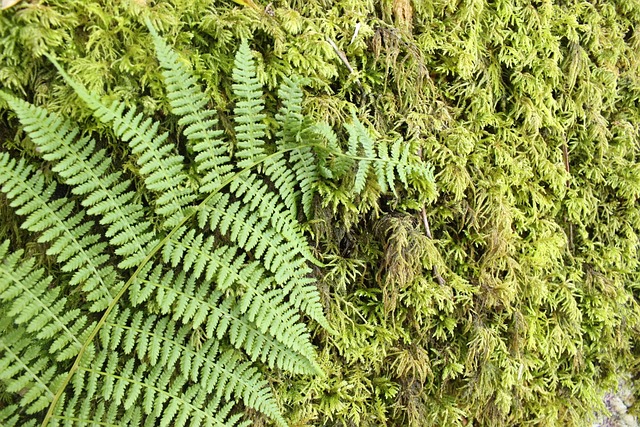 Natur, Skov, Sti, Løv, Mos, Grøn