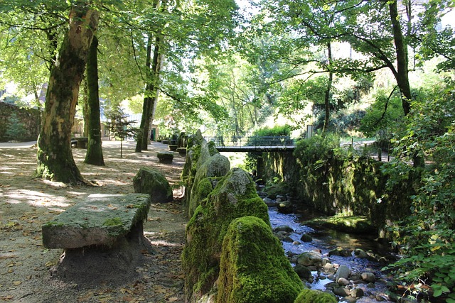 Natur, Skov, Vand, Sti, Træ, Lys, Løv