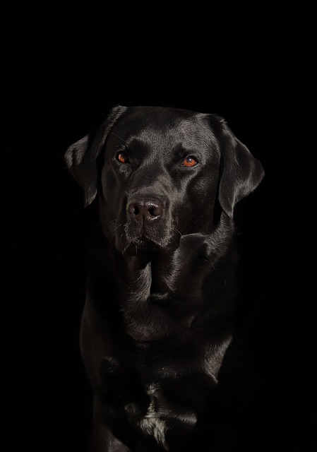 Dyr, Hund, Hunde, Kæledyr, Labrador