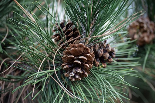 Free Pine Pinecone photo and picture