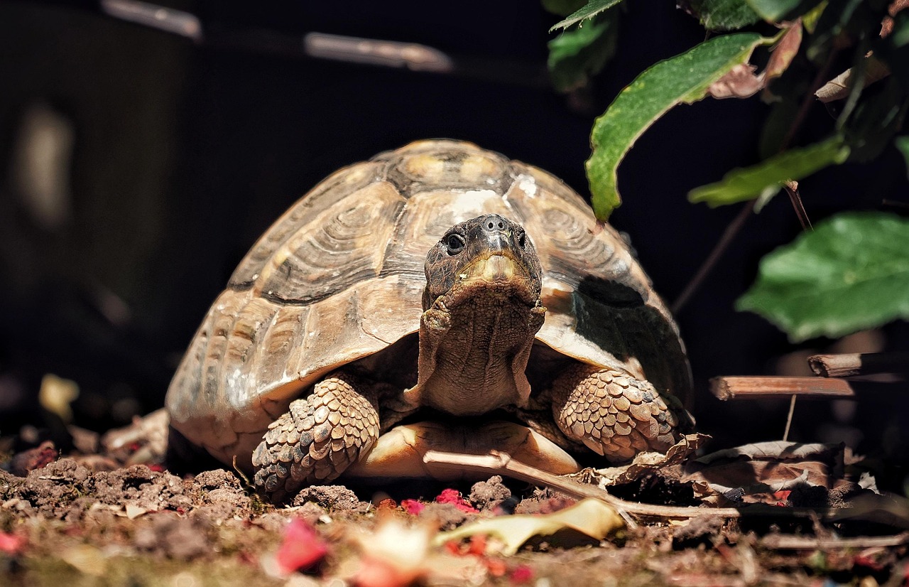 Animal Raptile Animal Reptile Tortoise - Free photo on Pixabay