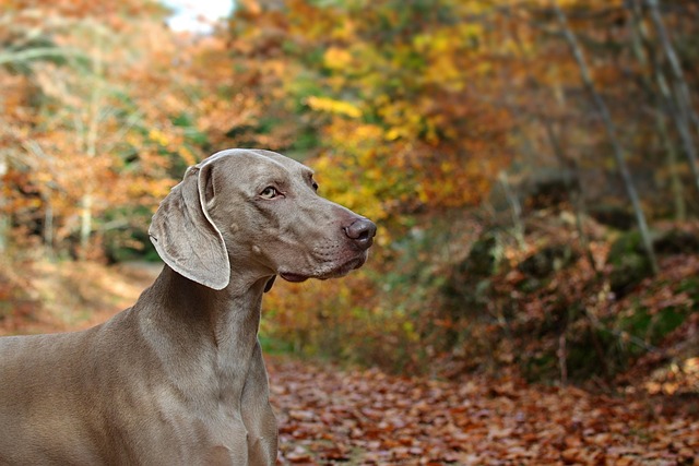 Free Dog Weimaraner photo and picture