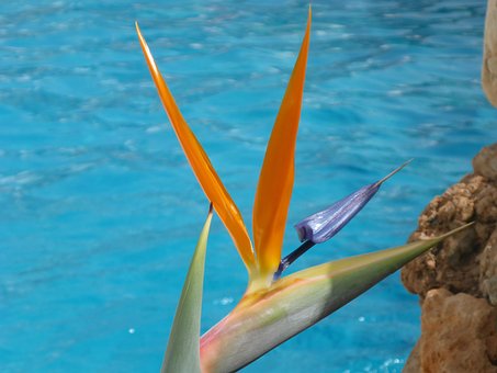 Free Heliconia Nature photo and picture