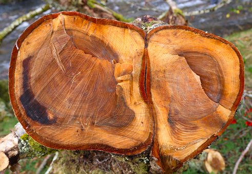 Free Tree Rings photo and picture