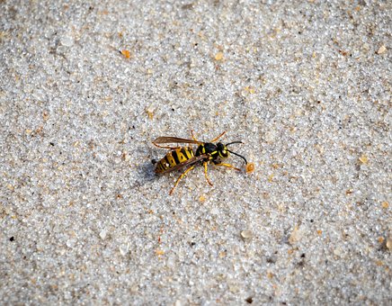 Free Beach Nature photo and picture