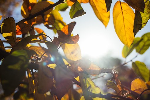 Free Leaves Nature photo and picture