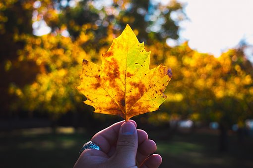 Free Plant Autumn photo and picture