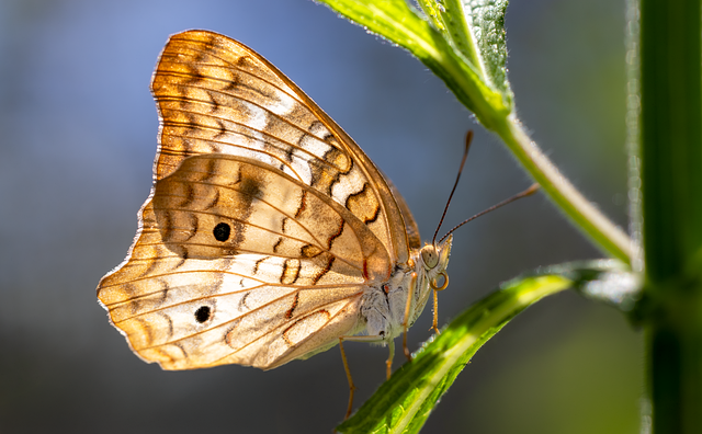 Download free HD stock image of Butterfly Nature Free butterfly nature pollinator illustration
