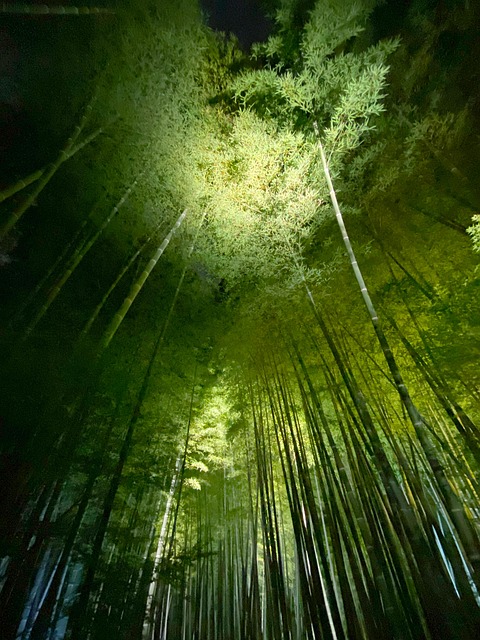 Free Japan Contest Japan photo and picture