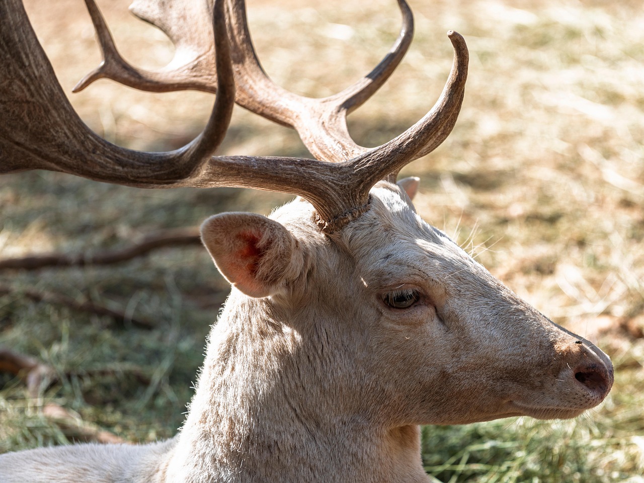 Animal Deer Nature - Free photo on Pixabay