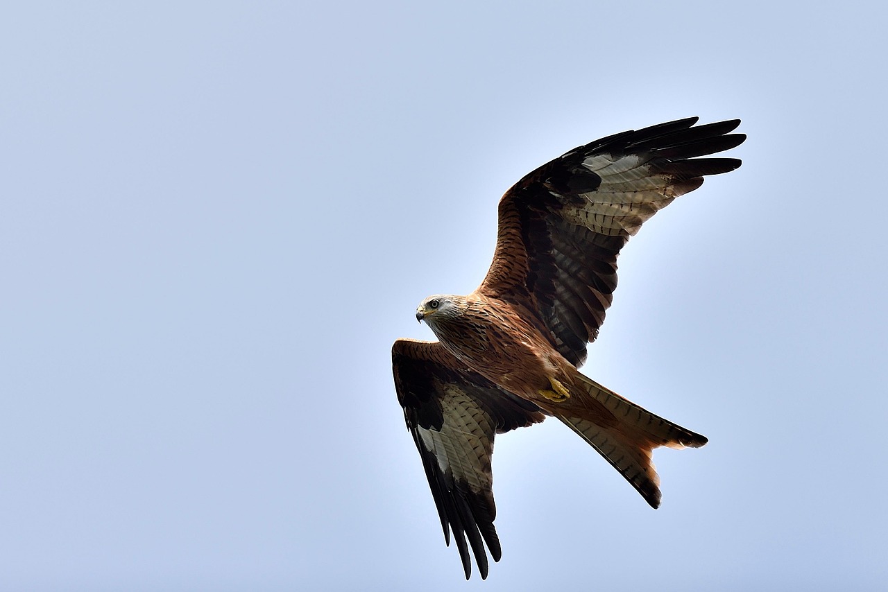 Raptor Bird Nature - Free photo on Pixabay