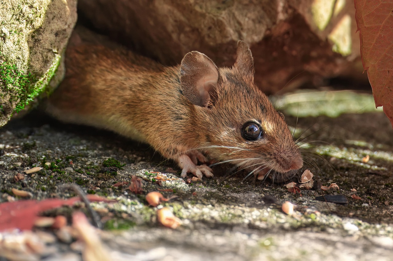 House Mouse Rodent Field Free Photo On Pixabay House Mouse Rodent Field Free Photo On Pixabay