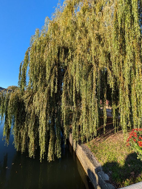 Free Willow Weeping Willow photo and picture