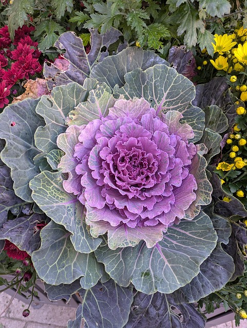 Free Ornamental Cabbage Cabbage photo and picture