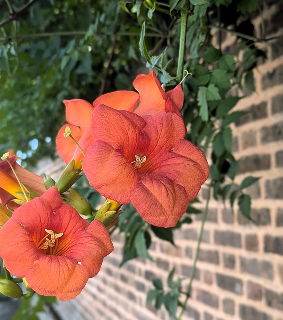 Free Bignone Flower photo and picture