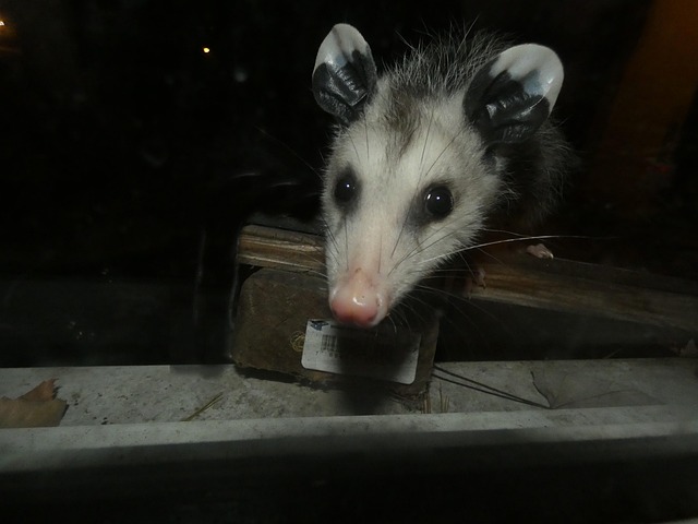 Free Opossum Animal photo and picture