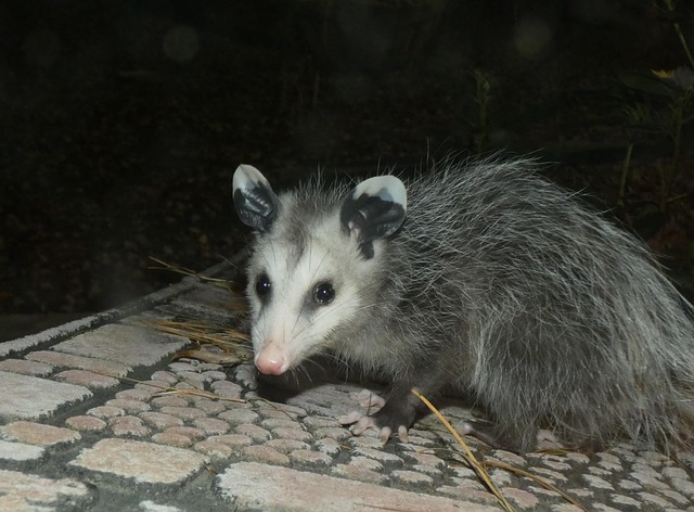 Free Possum Opossum photo and picture