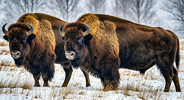 Ai Genereret, Bison, Wisents, Horn, Tyr
