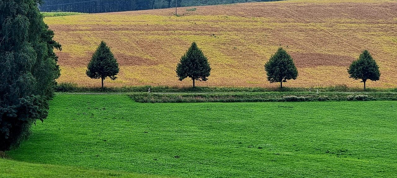 Trees Meadow Field - Free photo on Pixabay