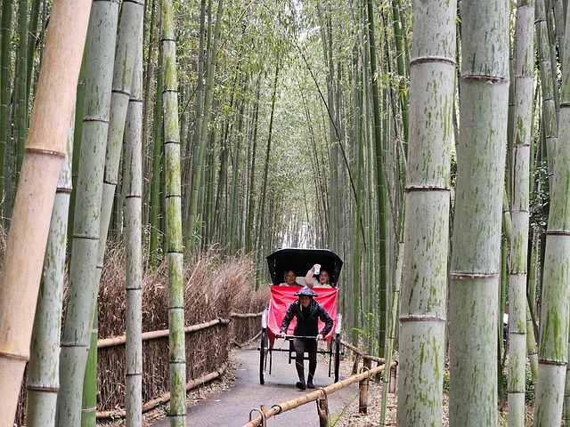 Kyoto, Japan, Natur, Arashiyama