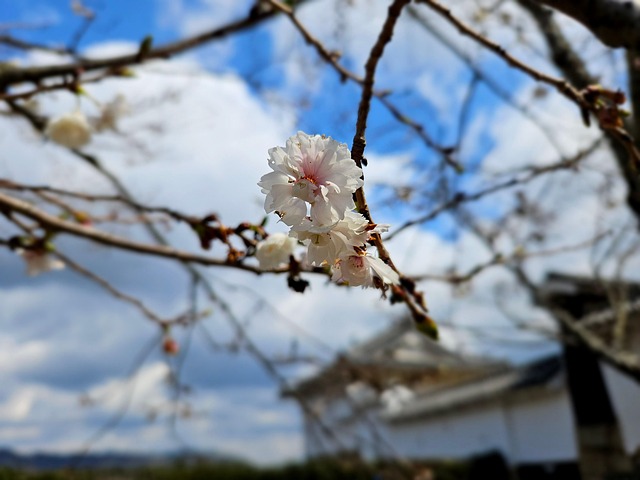 Japan, Kirsebærblomst, Forår, Natur