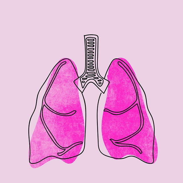 Free lungs organ cartoon illustration